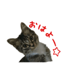 我が家のにゃんこ軍団（個別スタンプ：2）