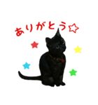 我が家のにゃんこ軍団（個別スタンプ：3）