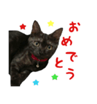 我が家のにゃんこ軍団（個別スタンプ：4）