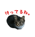 我が家のにゃんこ軍団（個別スタンプ：6）