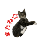 我が家のにゃんこ軍団（個別スタンプ：7）