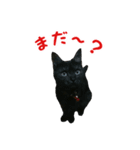 我が家のにゃんこ軍団（個別スタンプ：8）