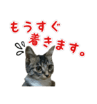 我が家のにゃんこ軍団（個別スタンプ：9）