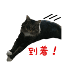 我が家のにゃんこ軍団（個別スタンプ：10）