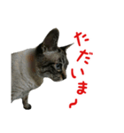 我が家のにゃんこ軍団（個別スタンプ：11）