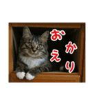 我が家のにゃんこ軍団（個別スタンプ：12）