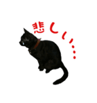 我が家のにゃんこ軍団（個別スタンプ：16）