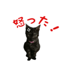 我が家のにゃんこ軍団（個別スタンプ：17）