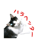 我が家のにゃんこ軍団（個別スタンプ：19）