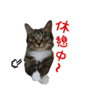 我が家のにゃんこ軍団（個別スタンプ：20）