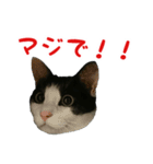 我が家のにゃんこ軍団（個別スタンプ：21）
