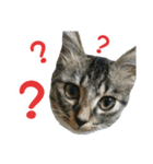 我が家のにゃんこ軍団（個別スタンプ：22）