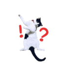 我が家のにゃんこ軍団（個別スタンプ：23）