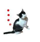 我が家のにゃんこ軍団（個別スタンプ：24）