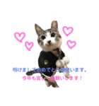 柴犬、猫、デグー（個別スタンプ：1）