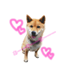 柴犬、猫、デグー（個別スタンプ：2）