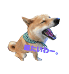柴犬、猫、デグー（個別スタンプ：3）