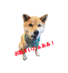 柴犬、猫、デグー（個別スタンプ：4）