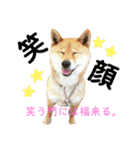 柴犬、猫、デグー（個別スタンプ：5）