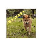 柴犬、猫、デグー（個別スタンプ：6）