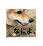柴犬、猫、デグー（個別スタンプ：8）