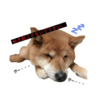 柴犬、猫、デグー（個別スタンプ：9）