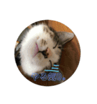 柴犬、猫、デグー（個別スタンプ：10）