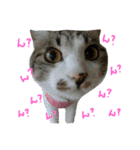 柴犬、猫、デグー（個別スタンプ：11）