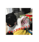 柴犬、猫、デグー（個別スタンプ：12）