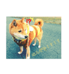 柴犬、猫、デグー（個別スタンプ：16）