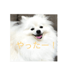 ポメラニアン★くう  ときどきカイ（個別スタンプ：1）