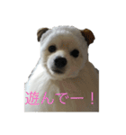 ポメラニアン★くう  ときどきカイ（個別スタンプ：9）