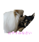 ポメラニアン★くう  ときどきカイ（個別スタンプ：10）