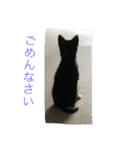 ポメラニアン★くう  ときどきカイ（個別スタンプ：12）