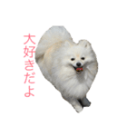 ポメラニアン★くう  ときどきカイ（個別スタンプ：13）