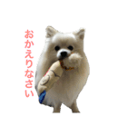 ポメラニアン★くう  ときどきカイ（個別スタンプ：15）
