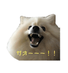 ポメラニアン★くう  ときどきカイ（個別スタンプ：16）