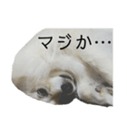 ポメラニアン★くう  ときどきカイ（個別スタンプ：20）