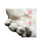 ポメラニアン★くう  ときどきカイ（個別スタンプ：21）