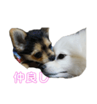 ポメラニアン★くう  ときどきカイ（個別スタンプ：24）