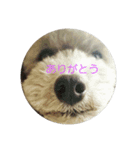 キュートなちょこたん（個別スタンプ：7）