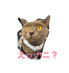 毒舌ねこの"もちもち"（個別スタンプ：1）