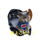 毒舌ねこの"もちもち"（個別スタンプ：4）