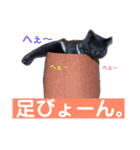 毒舌ねこの"もちもち"（個別スタンプ：5）