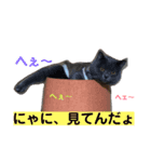 毒舌ねこの"もちもち"（個別スタンプ：6）