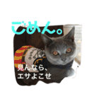 毒舌ねこの"もちもち"（個別スタンプ：8）