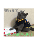 毒舌ねこの"もちもち"（個別スタンプ：9）