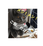 毒舌ねこの"もちもち"（個別スタンプ：10）