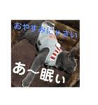 毒舌ねこの"もちもち"（個別スタンプ：13）