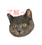 毒舌ねこの"もちもち"（個別スタンプ：16）